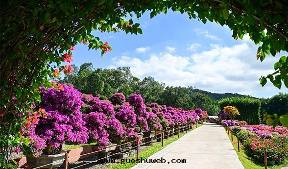 2025再約簕杜鵑花(huā)｜五(wǔ)大(dà)湖(hú)移動(dòng)公(gōng)廁服(fú)務(wù)賞花(huā)盛会(huì)