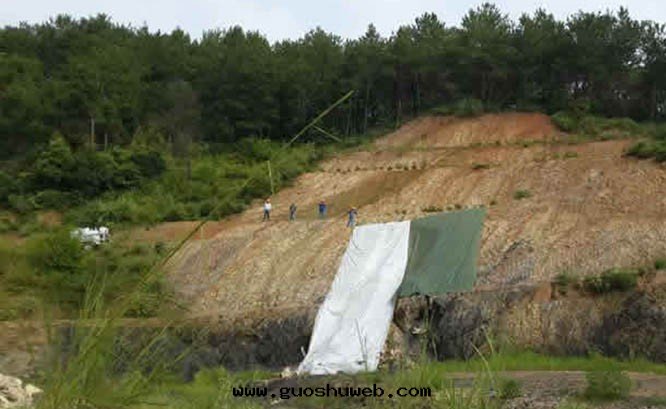 廣東(dōng)蕉嶺(lǐng)山(shān)體(tǐ)覆綠(lǜ)項目