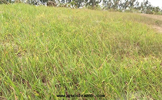 廣東(dōng)蕉嶺(lǐng)山(shān)體(tǐ)覆綠(lǜ)項目